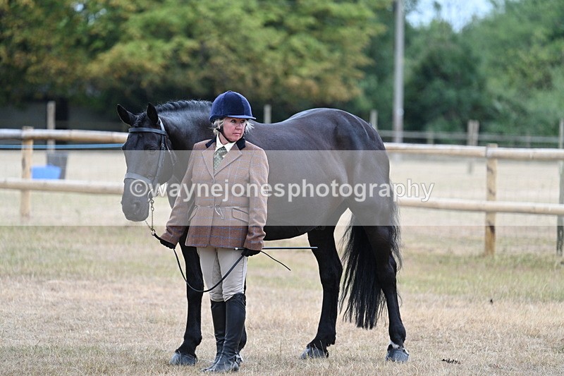 WJ7_9784 - Class 5a Most Handsome Gelding (above 14.2hh)