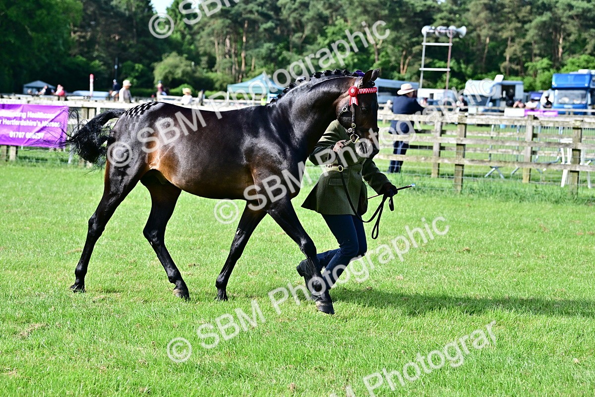 SBM_00948 - Class 46-49 - Arab and Part Bed-Anglo Arab In Hand