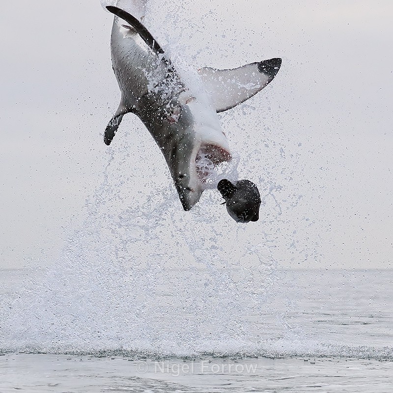 Great White Shark attacking decoy seal, Mossel Bay, South Africa - Shark