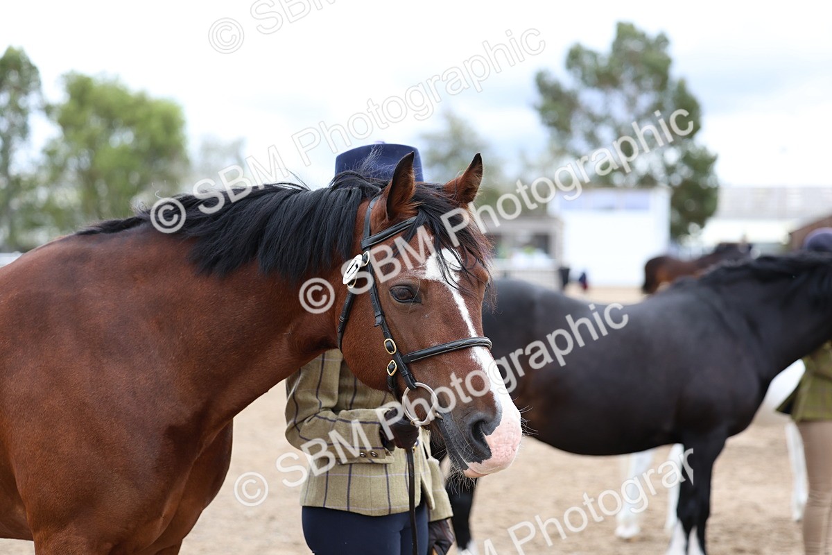 SBM_01303 - Class 16 - IH M&M Wildcard