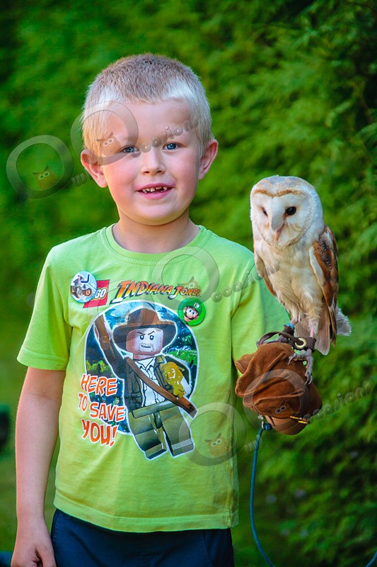 Barn Owl Loki with Luke - Our Birds