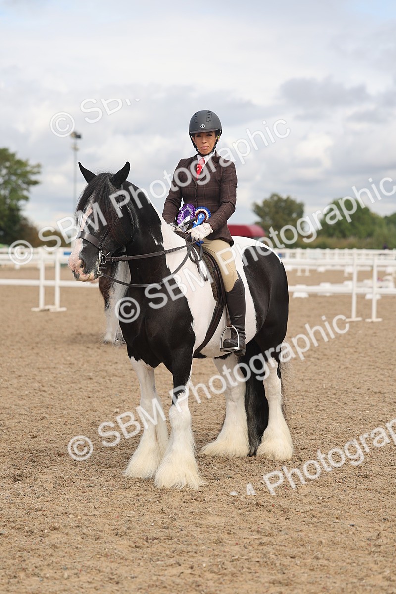 SBM_04497 - Class 18 - Handsomest Gelding (IH or Ridden)