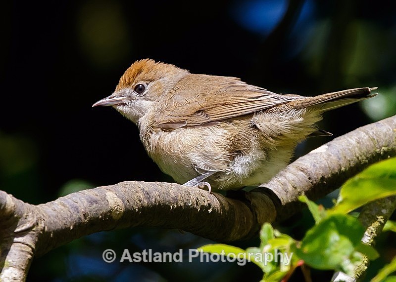 Astland Photography, Bird and Wildlife Images, Susan and Peter Wilson, U.K.