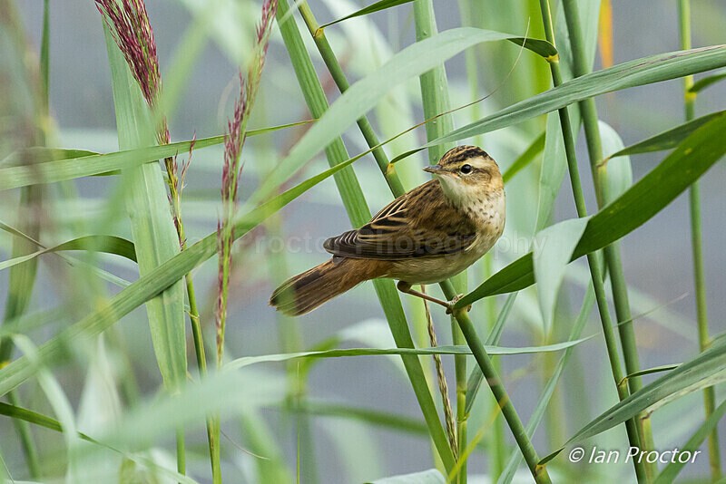 Sedge Warbler - Oxford Island - 1 of 4 - Nature