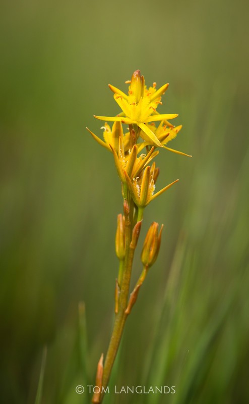 Bog Asphodel - Macro