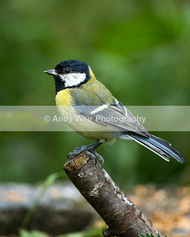 20130901-3K8A5735 - Great Tit