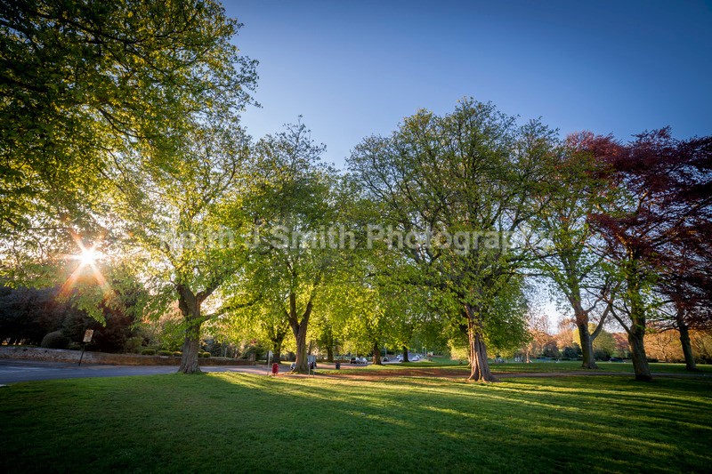 2SKJ6807 - Trees in Abington Park