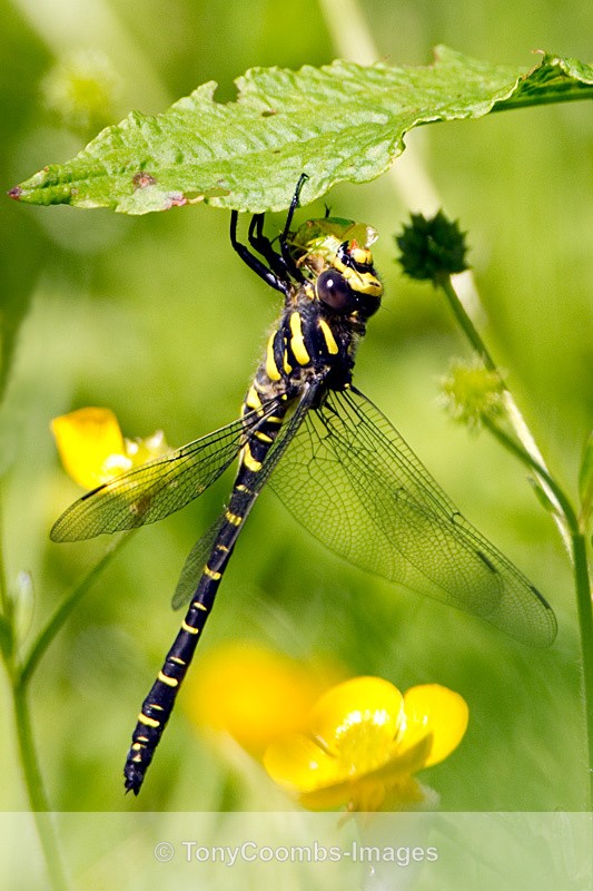 Golden Ringed Dragonfly - Other Wildlife