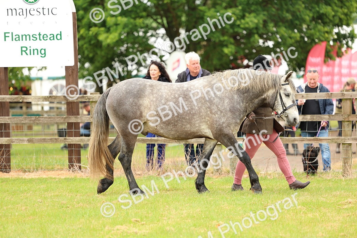SBM_04089 - Class 64-67 - Shetland Pony In Hand