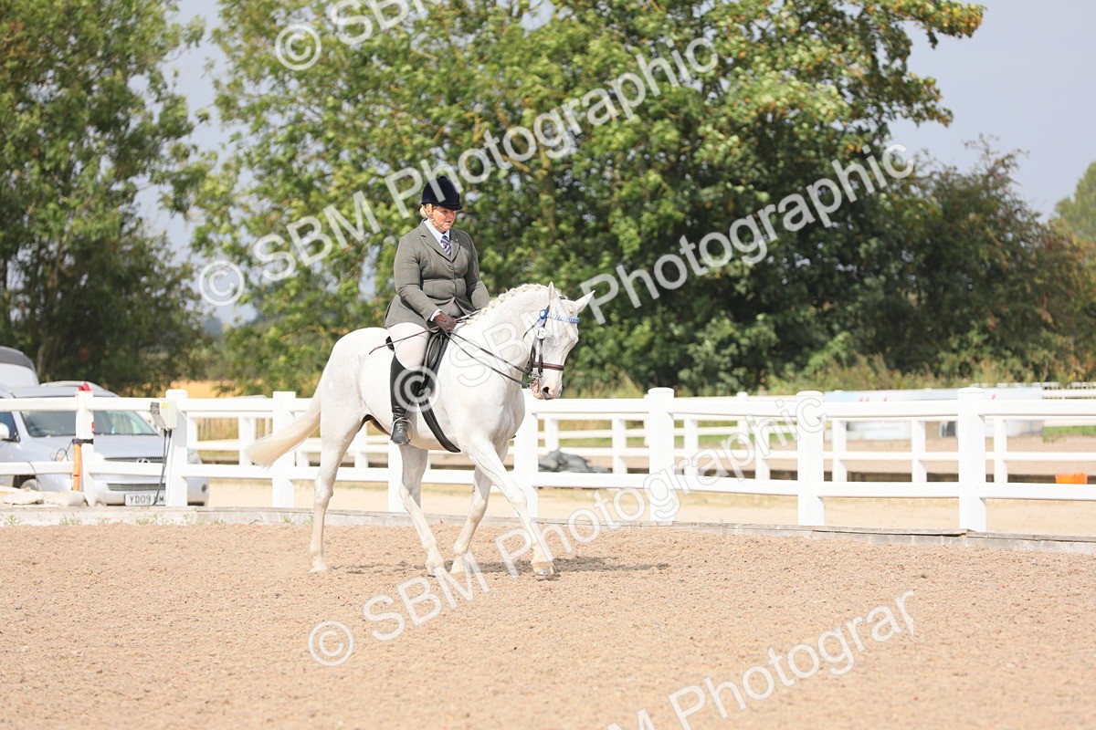 SBM_13337 - Class 308 Ridden Coloured Horse