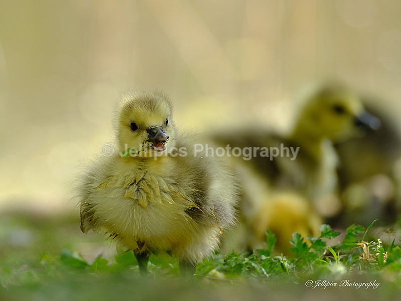  - Wildlife and Nature