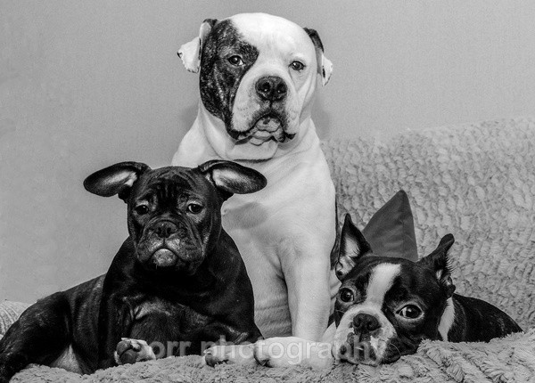 Cooper, Luna & Summer - Dogs