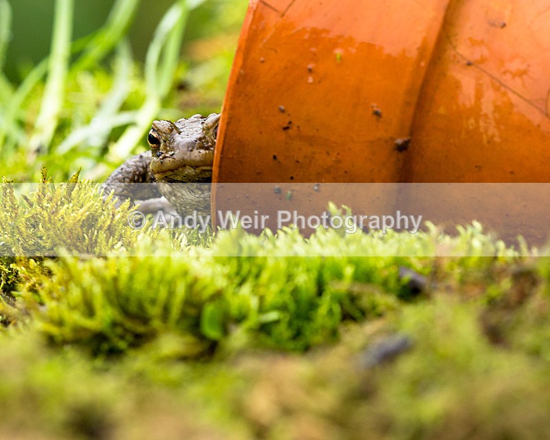 20140405-3K8A0029 - Frogs & Toads