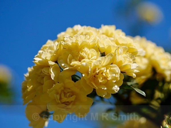  - NEW GALLERY AS A SOUTH AFRICAN RESIDENT