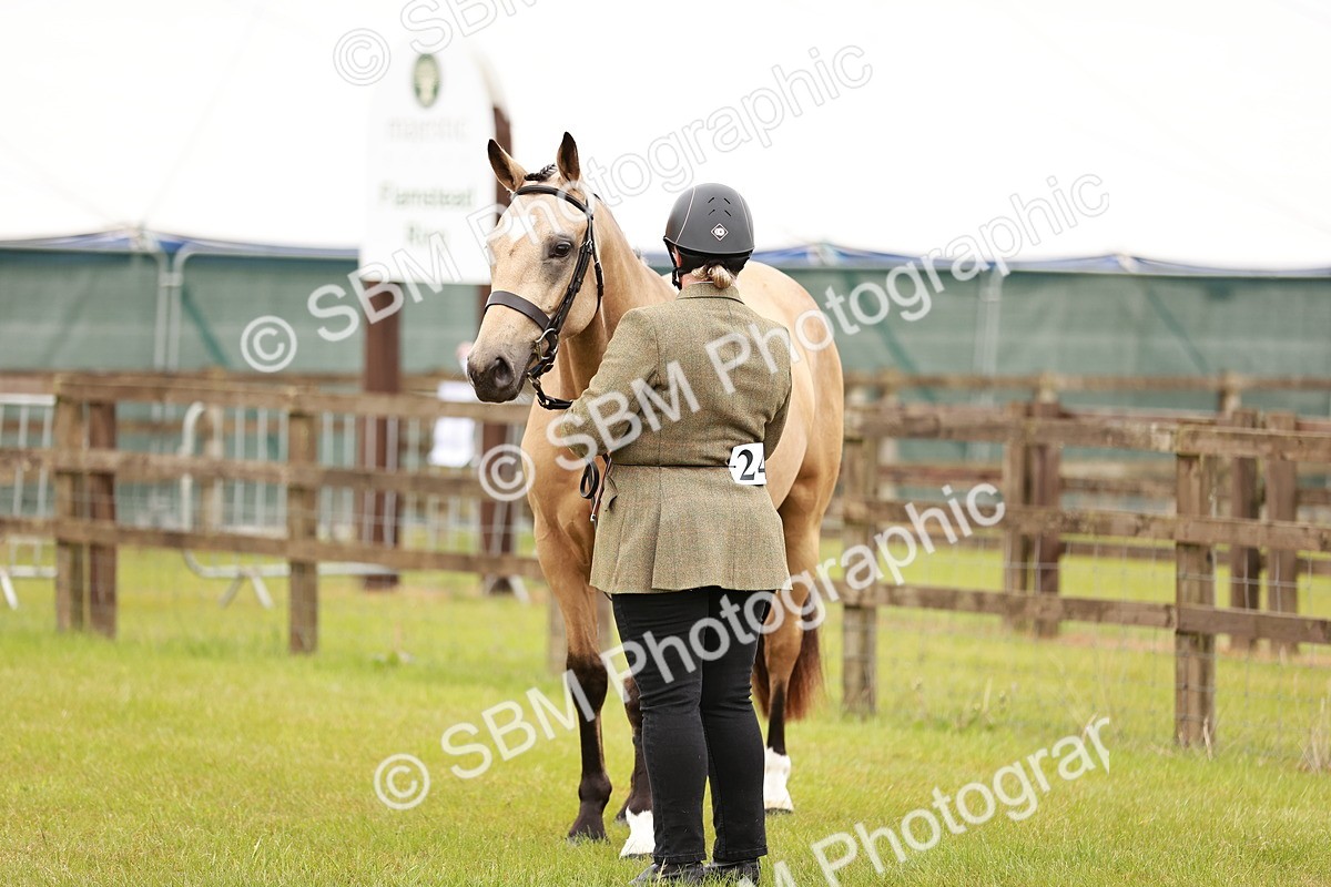 SBM_00719 - Class 26-30 Sport Horse In Hand