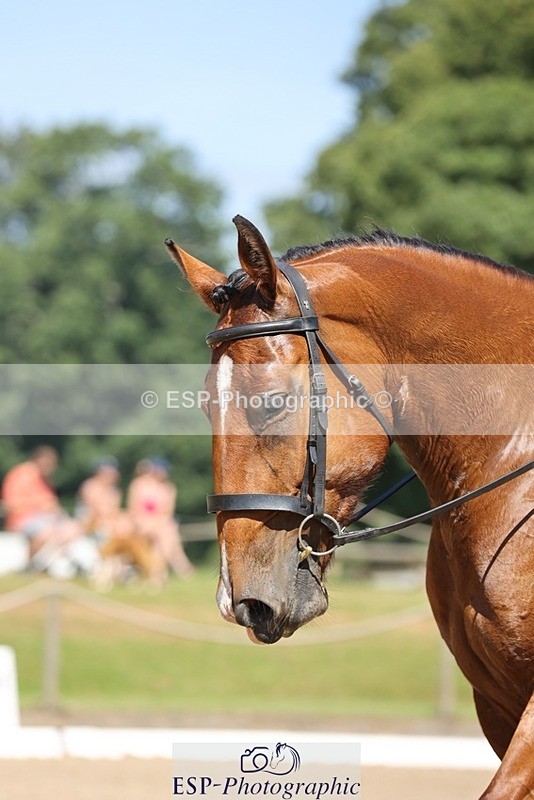 240719-105553-00825 - 169-Marion_Eaves-Indigo_Queen_of_Hearts