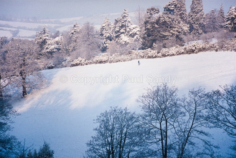 Skiing, Hoopern valley, Exeter - Seeing the Wood AND the Trees