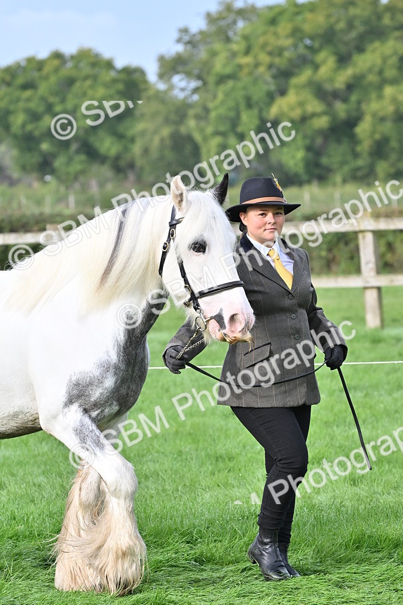 SBM_56852 - S45 - Coloured Pony In Hand