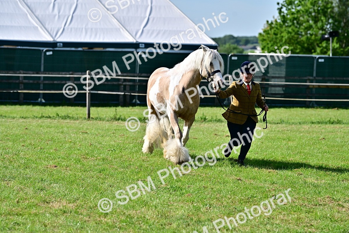 SBM_10103 - Class 63-65 - Traditional Gypsy Cobs In Hand & Ridden