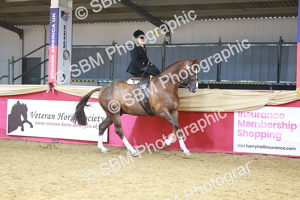 SBM_12445 - Class 103 - HOYS Veteran Qualifier - Ridden Pre Vet