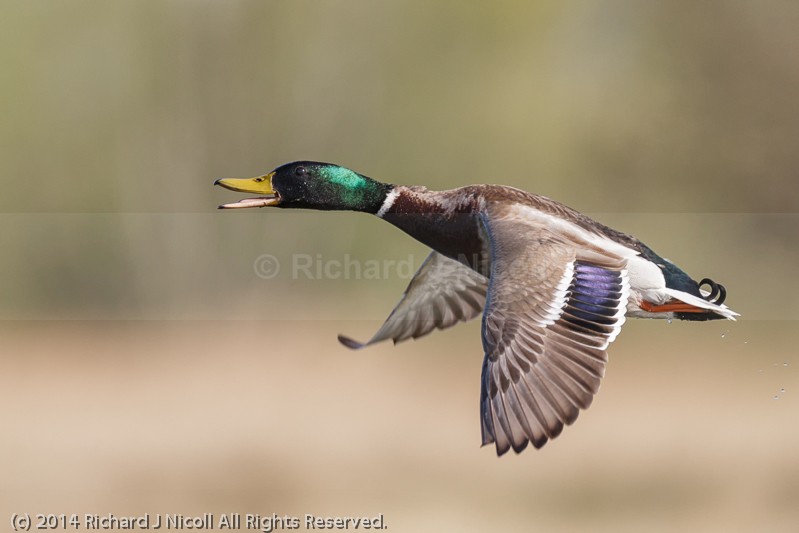 Mallard (Anas platyrhynchos) male in flight - Mallard (Anas platyrhynchos)