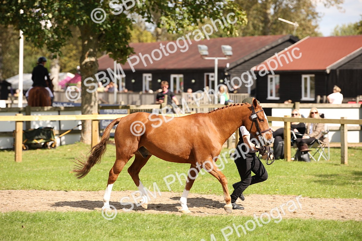 SBM_44393 - S24 - Young Veteran in hand