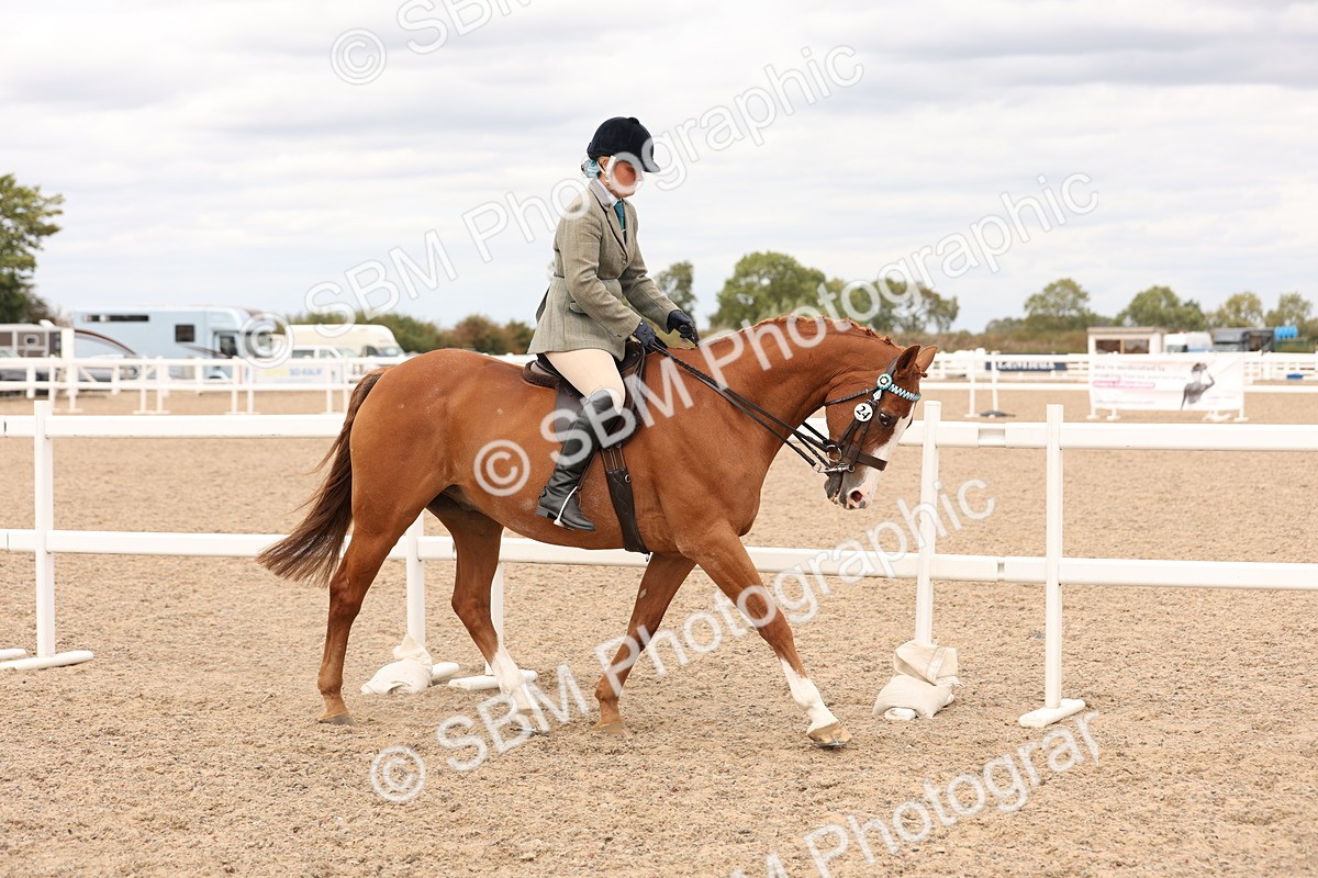 SBM_17306 - Class 214 - Ridden Hack Riding Horse