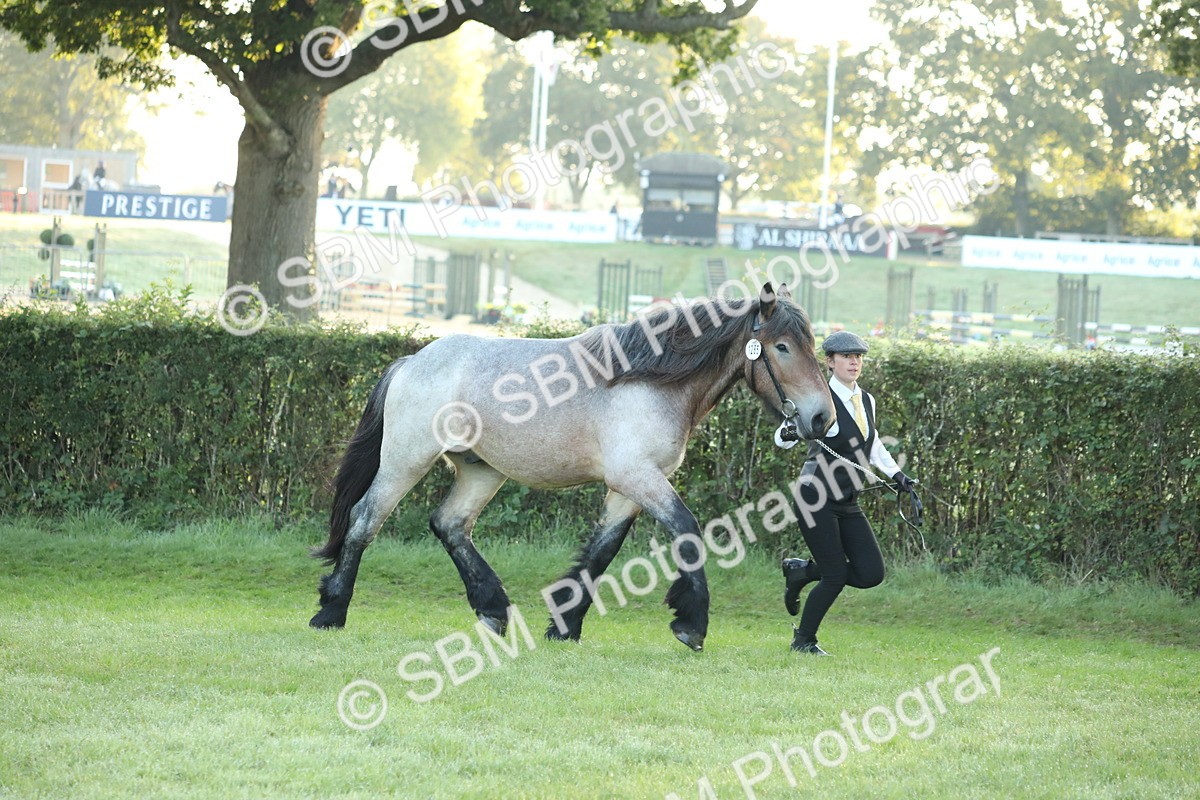 SBM_57799 - S42 - Youngstock