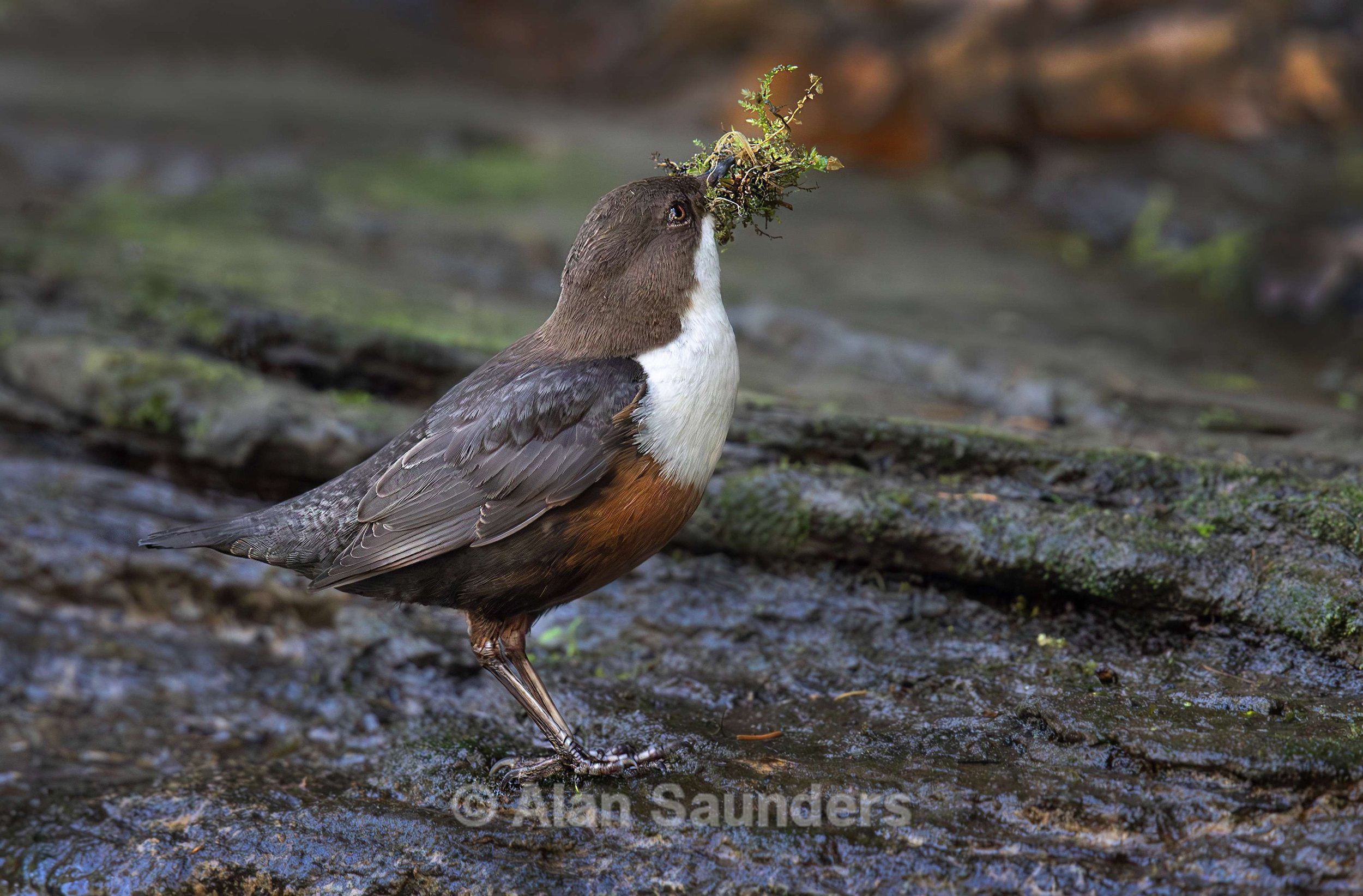 Dipper 1