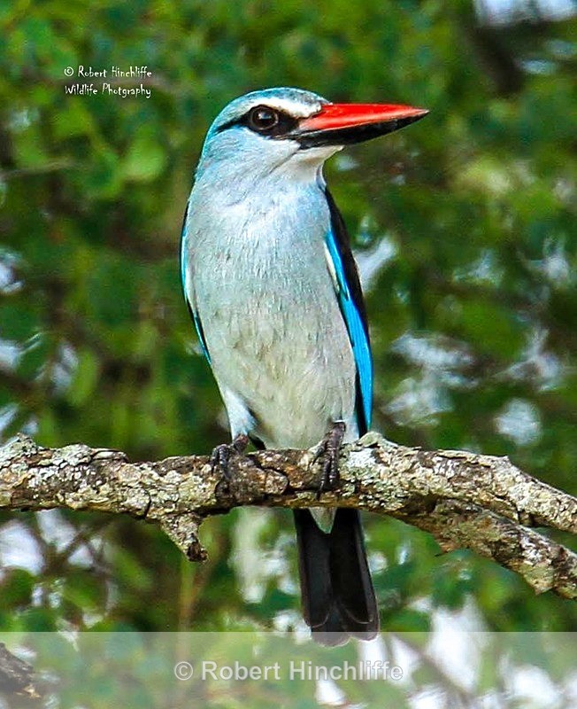 Woodland Kingfisher - Kruger