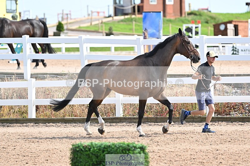 240717A-155402-03160 - Trot Up 3pm to 4pm
