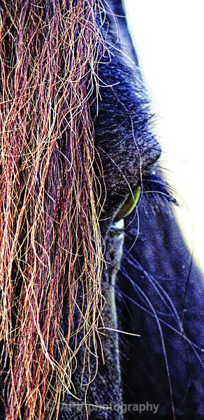 Dales Pony - DL Size Cards