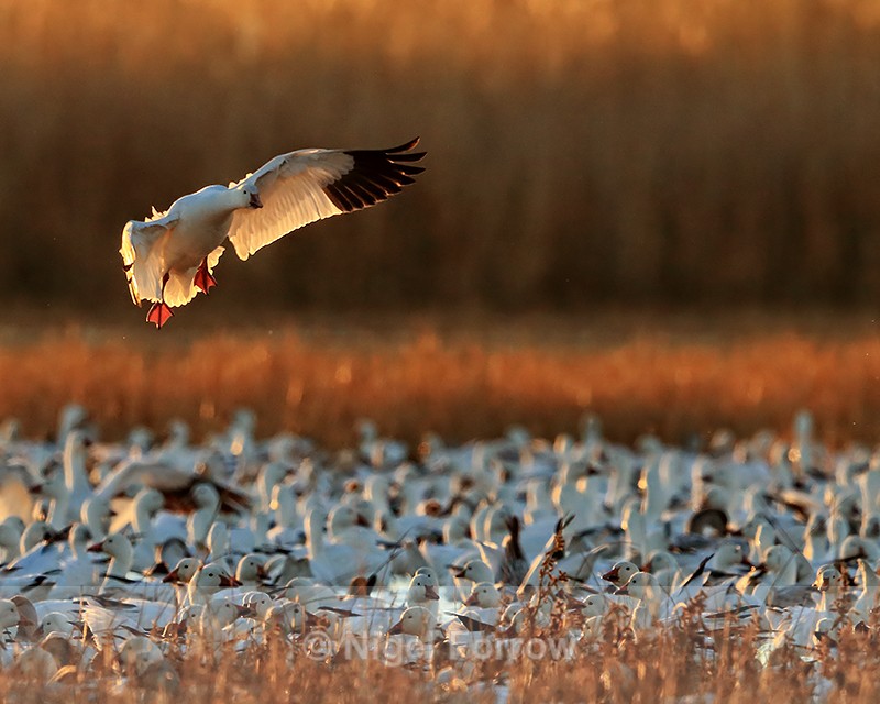Snow Goose landing early morning, Bosque del Apache, New Mexico - Snow Goose