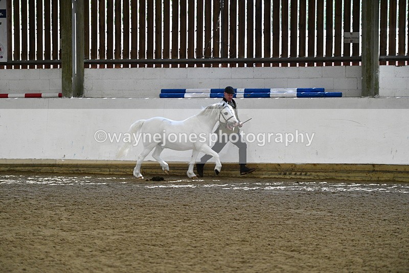 WJ5_5360 - Class 4 In hand M&M - small breeds