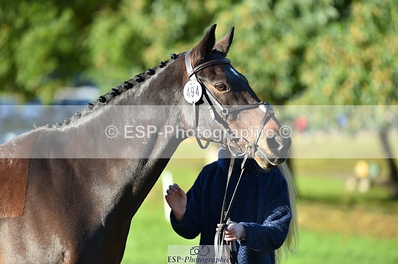 231022-094852-22046 - 494-WEST.FIELD.REBEL-Laura.Bilham-TrotUp+SJ