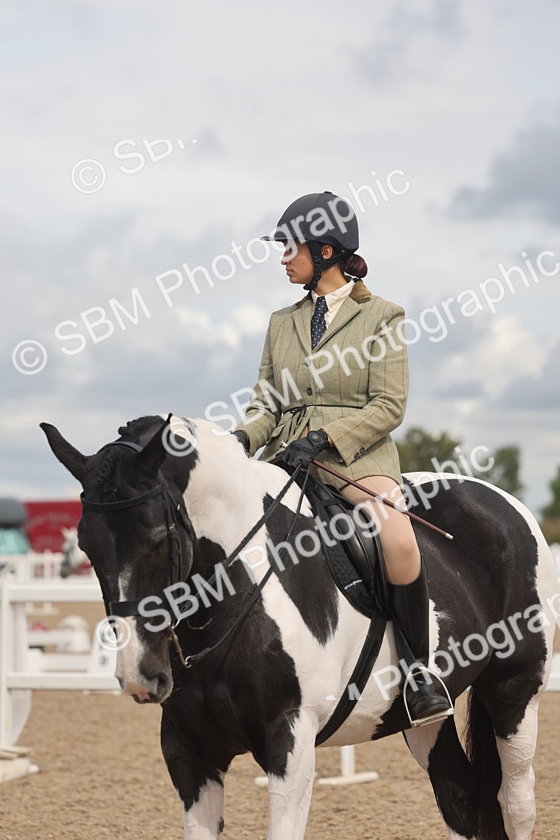 SBM_04453 - Class 18 - Handsomest Gelding (IH or Ridden)