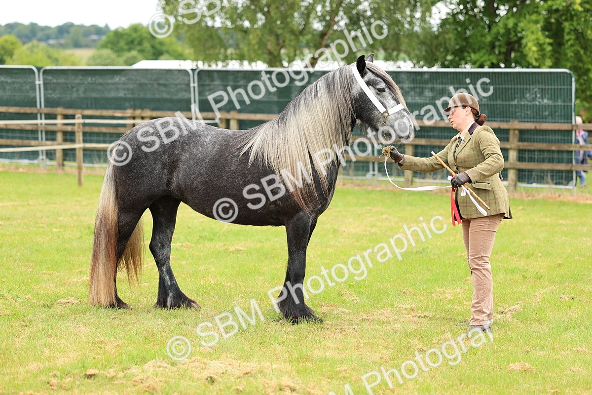 SBM_00603 - Class 58-67 - M&M Non Welsh Pony In hand