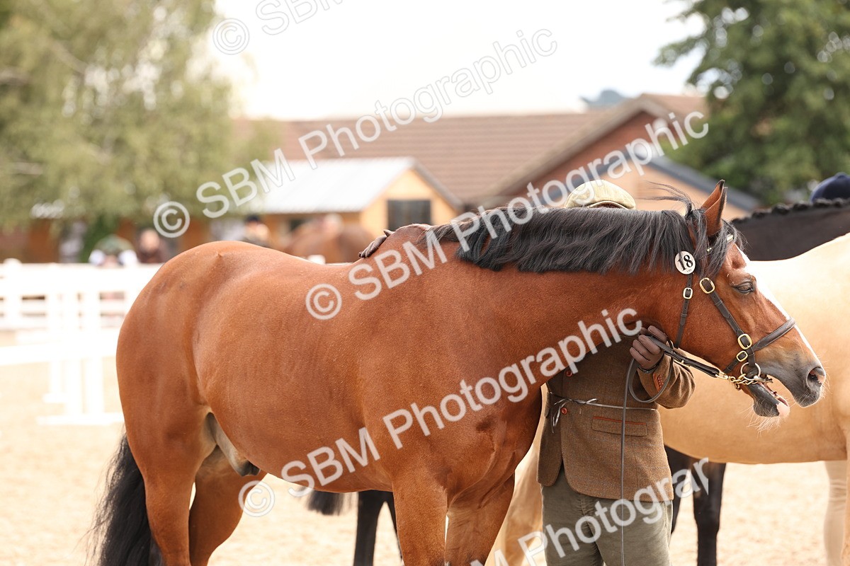 SBM_14693 - Class 208 - IH Veteran Horse