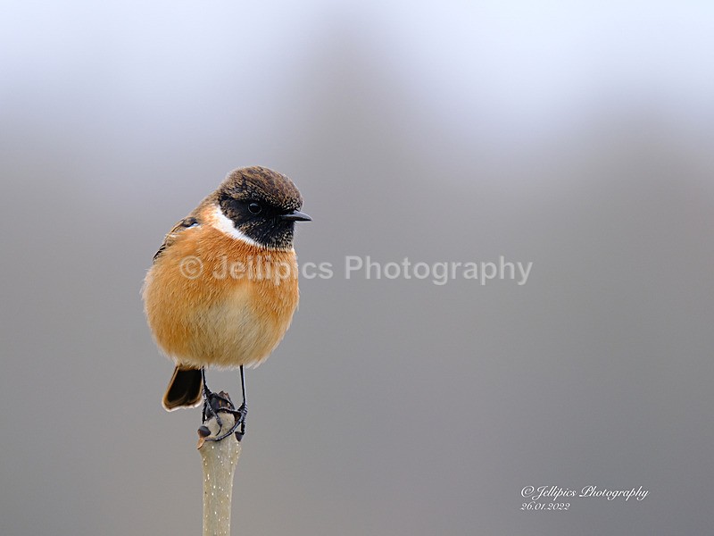  - Wildlife and Nature