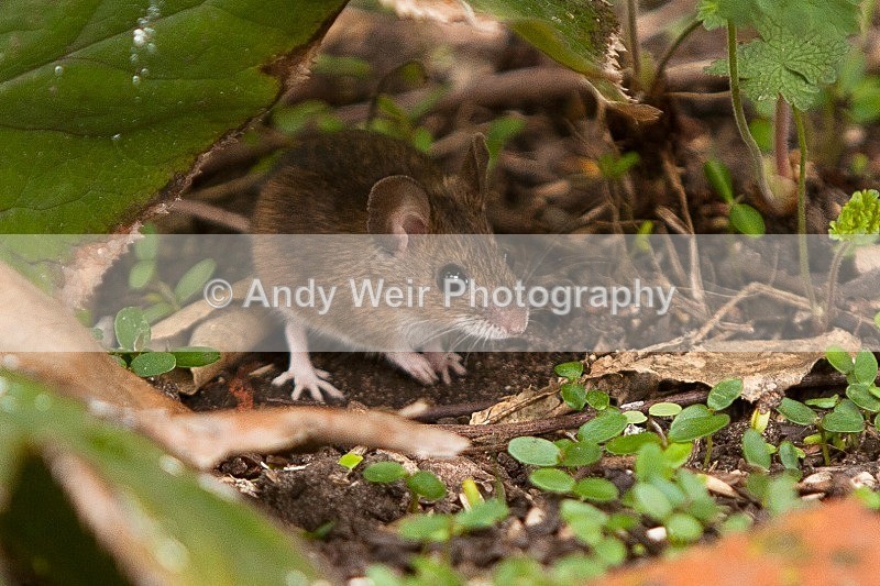 20120406-_MG_9464 - Wood Mouse