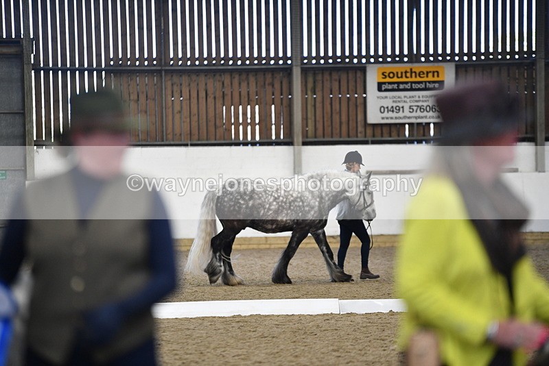 WJ5_5539 - Class 8 In hand cob