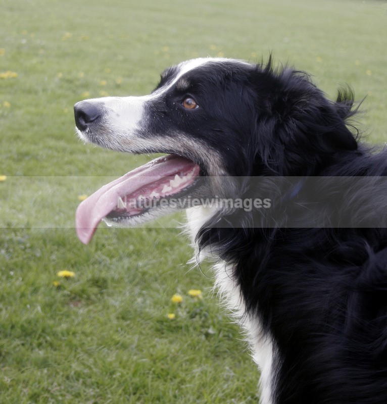 Brin 2 - Pet Photography