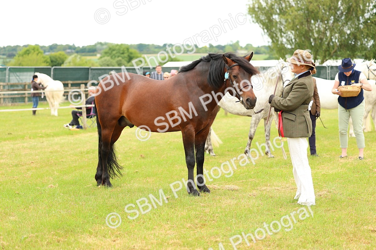 SBM_04240 - Class 64-67 - Shetland Pony In Hand