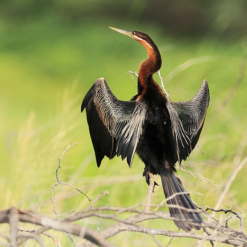 African Darter with extended wings drying its plumage - African Darter