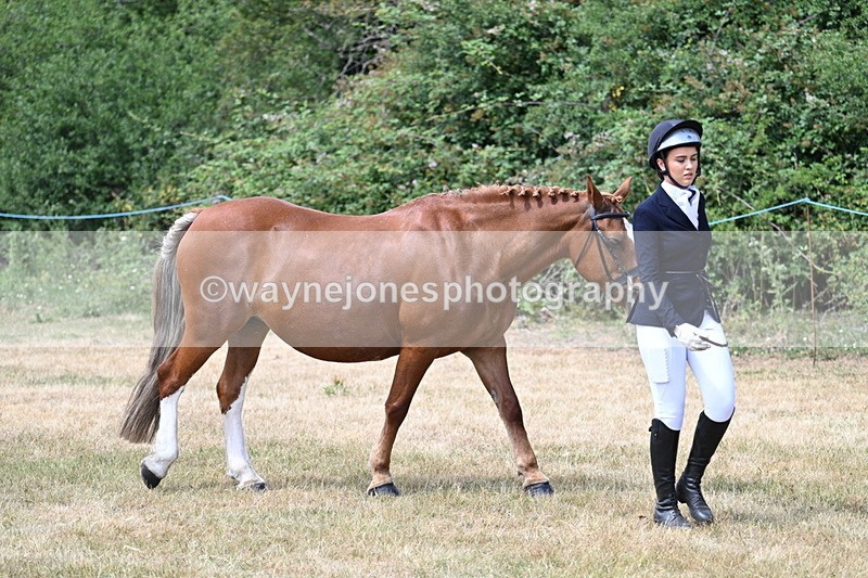 WJ7_1960 - Class 4a Prettiest Mare 14.2hh and over hand