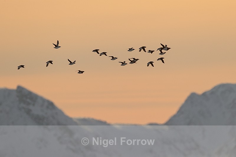 Evening flight of Thick-billed Murres, Spitsbergen, Svalbard - Brünnich's Guillemot