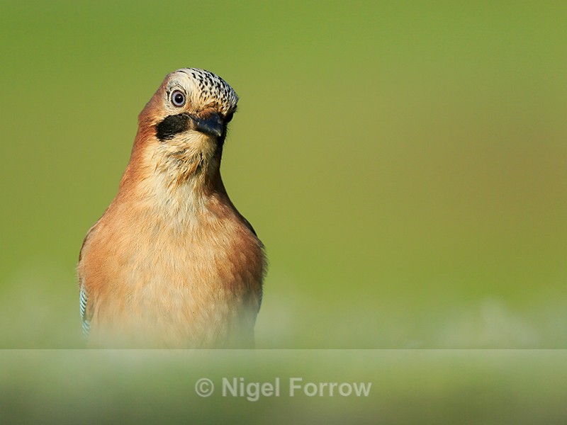 Jay with head cocked, Worcestershire - Jay