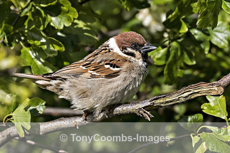 Tree Sparrow - Ardnamurchan ~ Bempton Cliffs