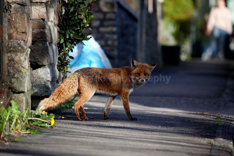 Urban fox walking down a Bristol street - Urban Foxes, Bristol, Great Britain