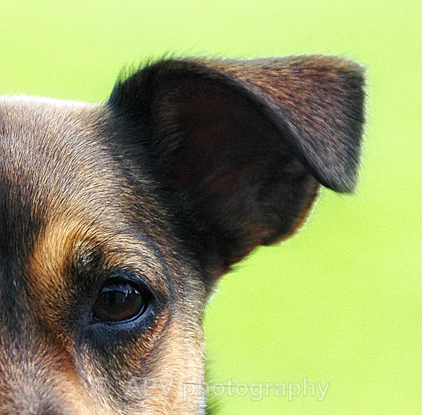 Terrier Beware - Square Cards